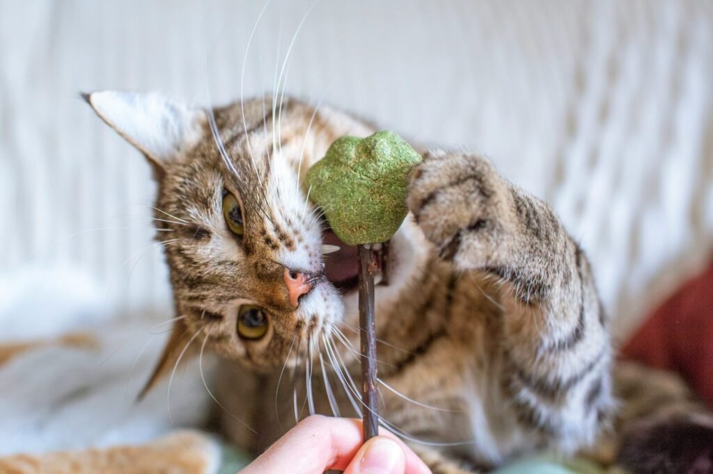 A cat playing with a toy on a bed